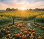 Amazing Grace Family Farms Pumpkin Festival