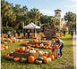 Our Lady of Grace Pumpkin Patch