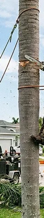 Palm Tree Removal