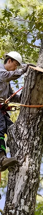 Emergency Tree Removal