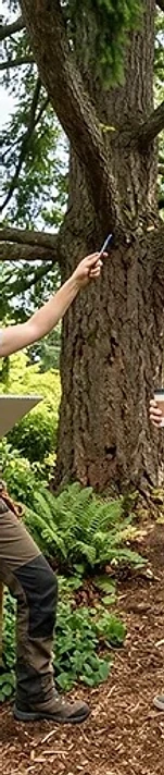 Residential Tree Removal