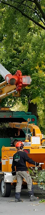 Large Tree Removal