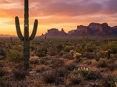 A saguaro cactus in the Sonoran Desert with red mesas at sunset