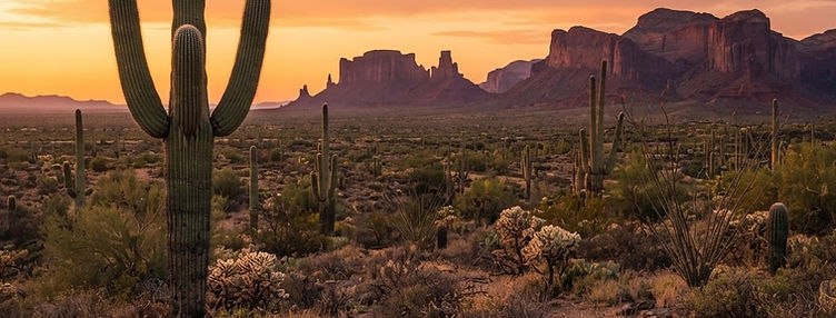 A saguaro cactus in the Sonoran Desert with red mesas at sunset