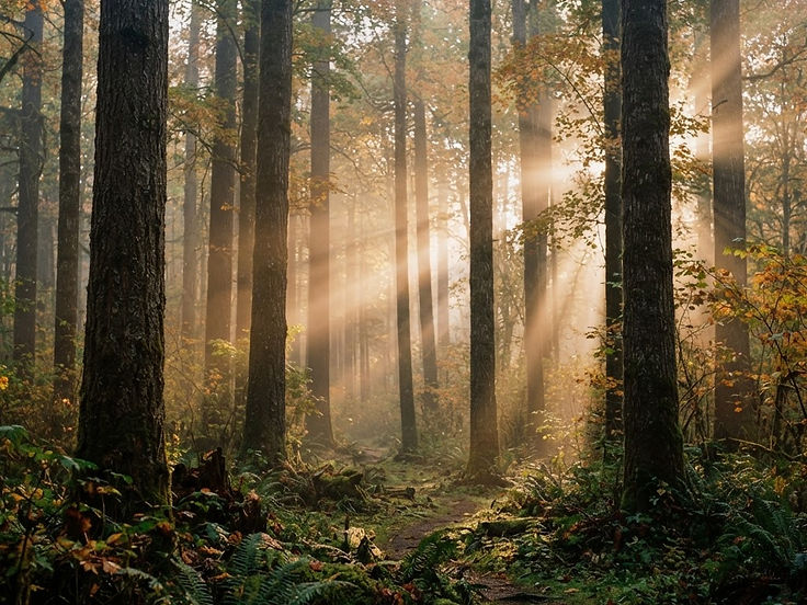 Responsibly managed hardwood forest