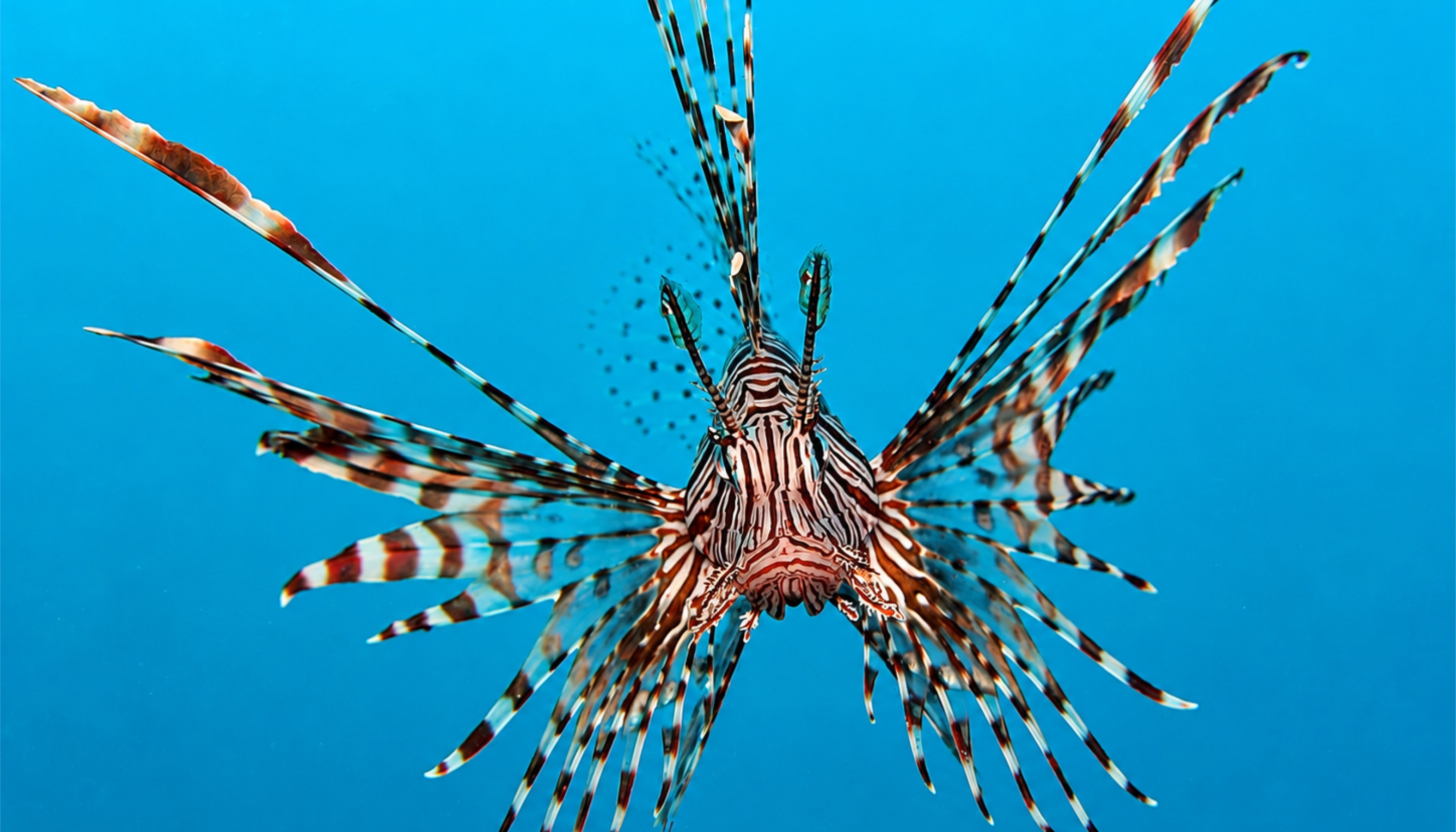 36,187 Lionfish Removed: Florida's Record-Breaking Conservation Success