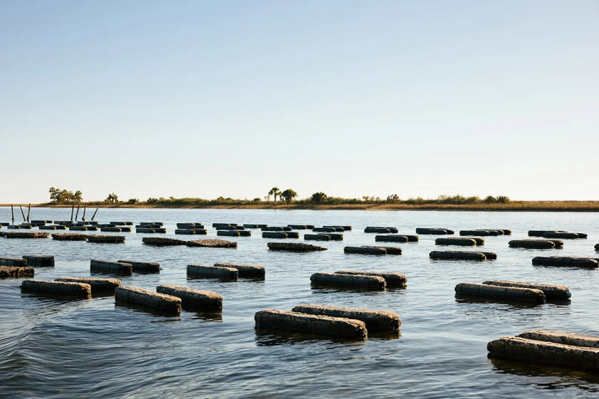 Rows of black oyster-farming cages on calm bay water with a green shoreline in the distance
