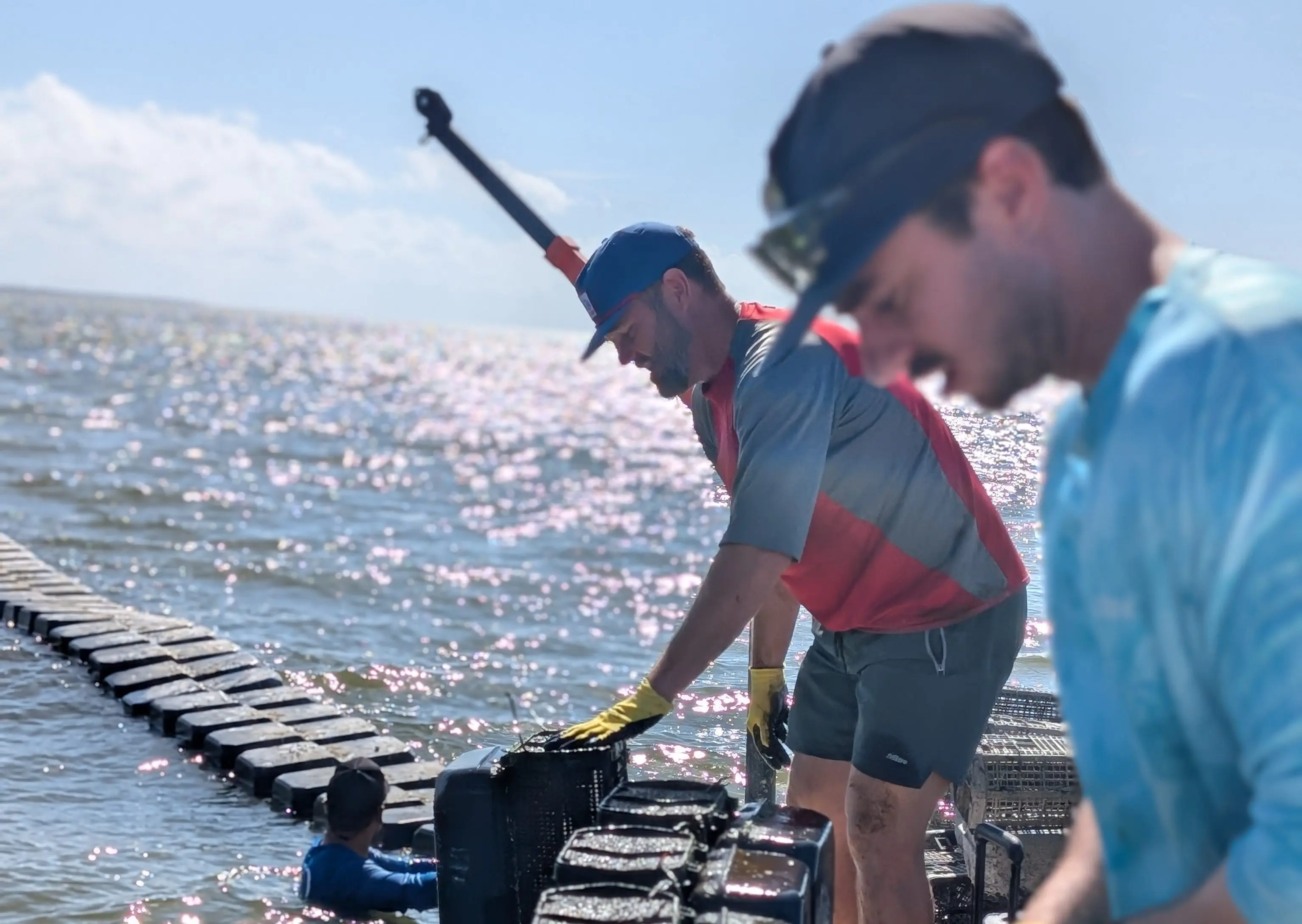Workers handling black oyster-farming crates on the water beside a rack of gear