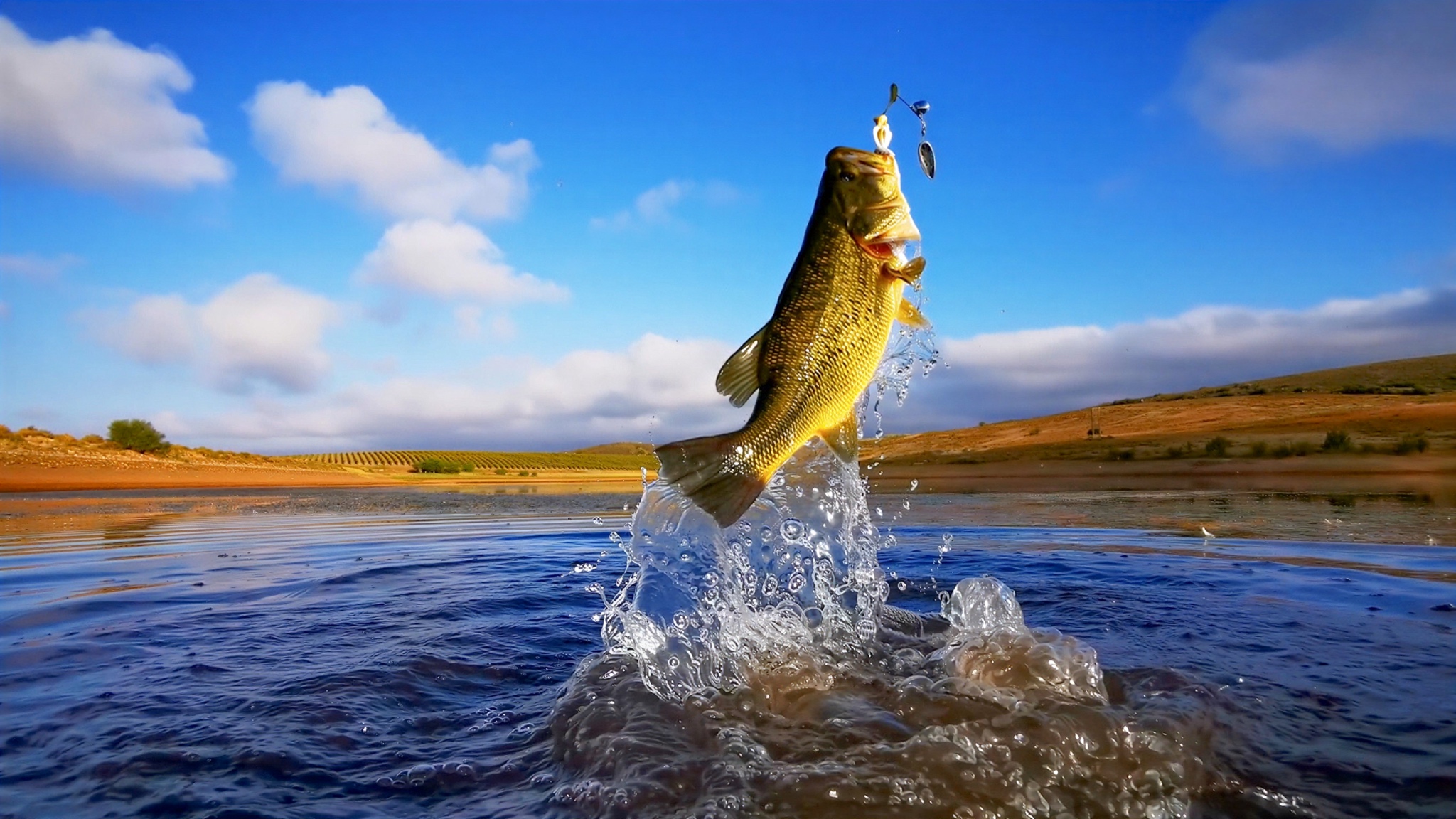 A largemouth bass breaking the surface of a Florida lake with a lure in its mouth, spray of water below