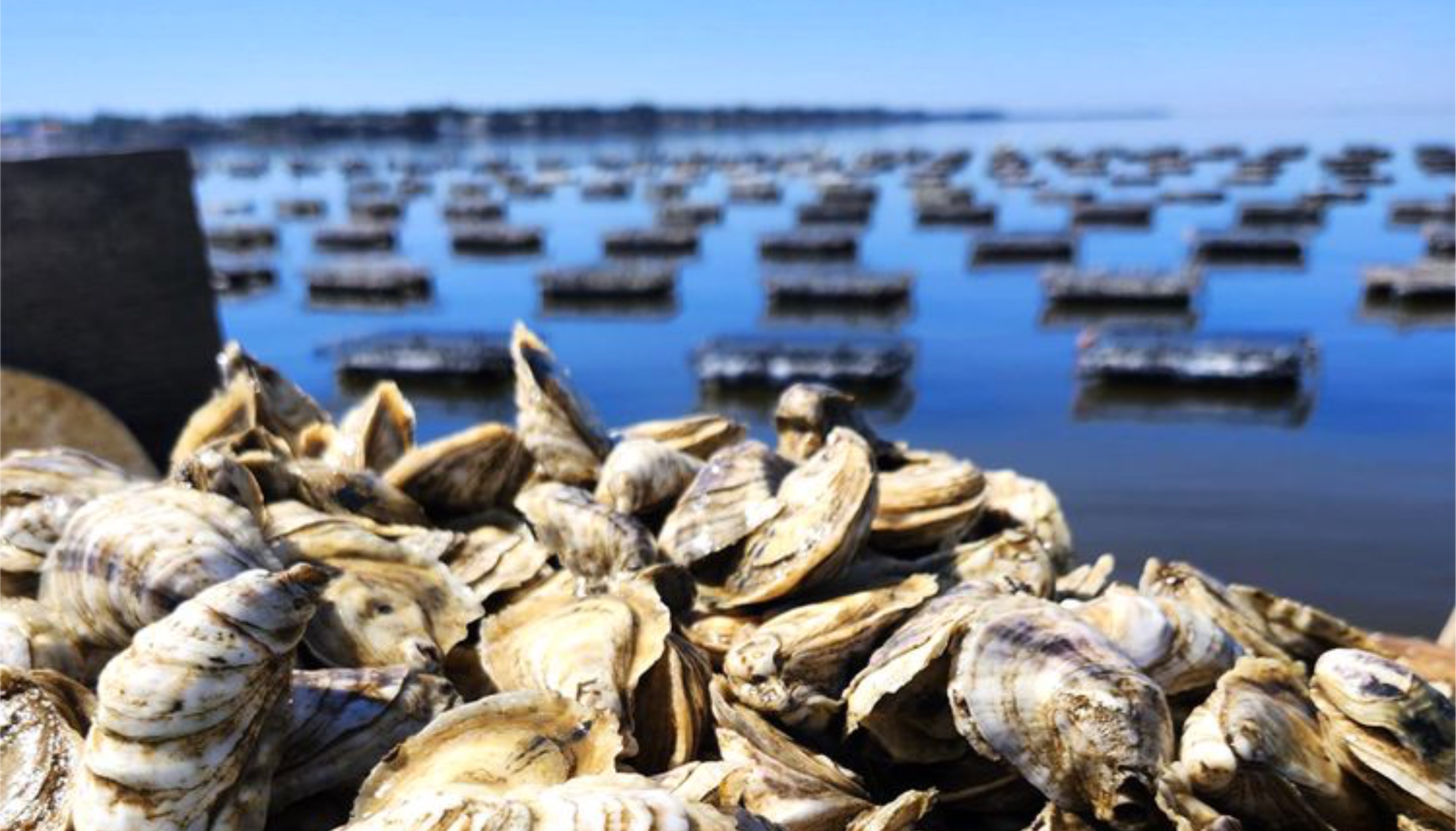 Healthy Oyster Reefs and Working Communities Belong in the Same Conversation