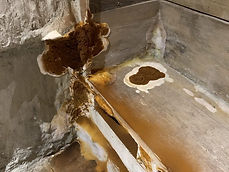 Fructification de mérule brun-rouille bordée de blanc