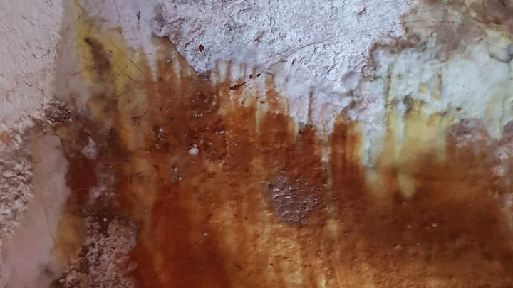 Mycélium de mérule couvrant un mur et des boiseries
