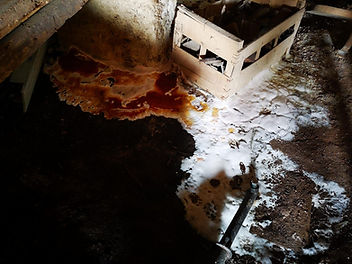 Fructification de mérule dans un local sombre