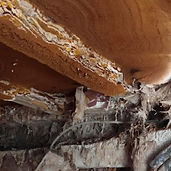 Fructification de mérule sous une solive