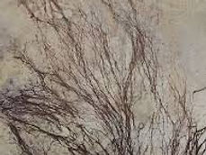 Cordons de mérule, filaments qui traversent un mur