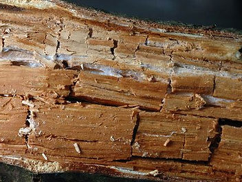 Bois atteint de pourriture cubique, cassé en petits cubes