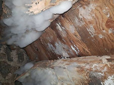Mycélium blanc cotonneux de mérule