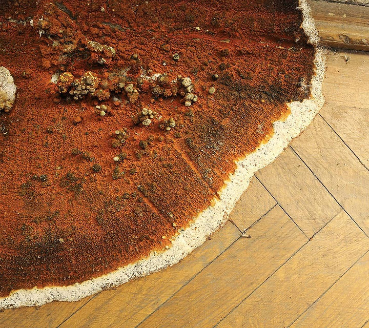 Fructification de mérule pleureuse sur un parquet