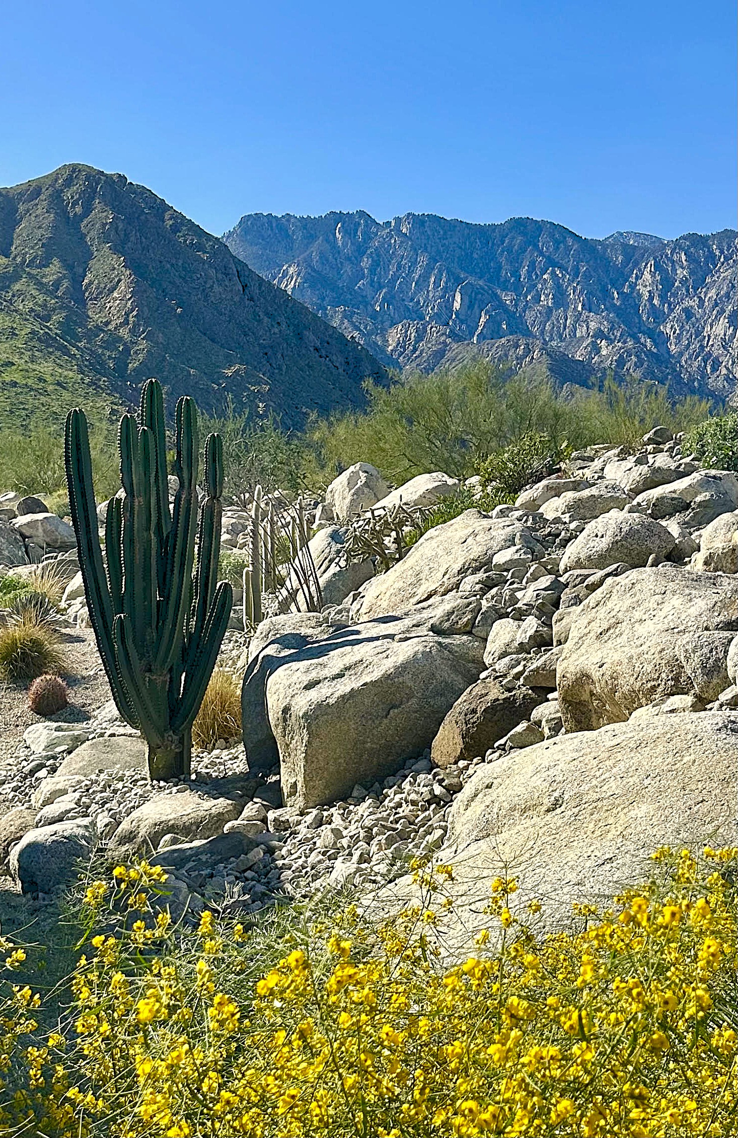 Desert wildflowers and granite boulders beneath mountain slopes