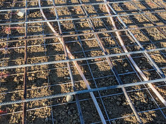 Cattle Feedlot photo 2