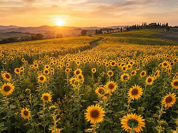 Field of tall yellow sunflowers in golden evening light