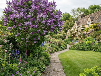 Mature lilac tree in full bloom with masses of purple flowers in an English cottage garden with a lawn and stone path