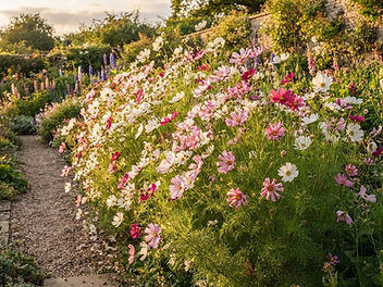 Tall drift of white and pink cosmos flowers with feathery foliage in a cottage garden border in golden evening light