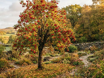 Rowan tree heavy with clusters of scarlet berries in an autumn countryside garden