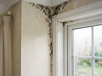 Black mould spots spreading down the corner of a cream floral wallpapered wall beside a white window frame with condensation on the glass