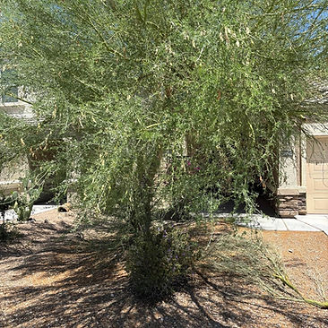 Palo Verde Pruning — Front Yard