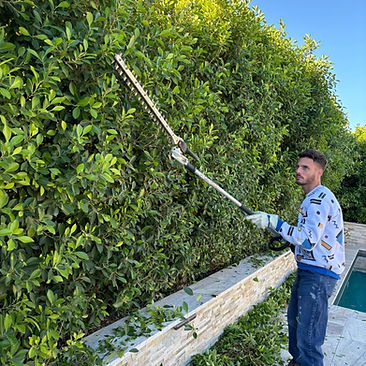 Hedge Trimming Service