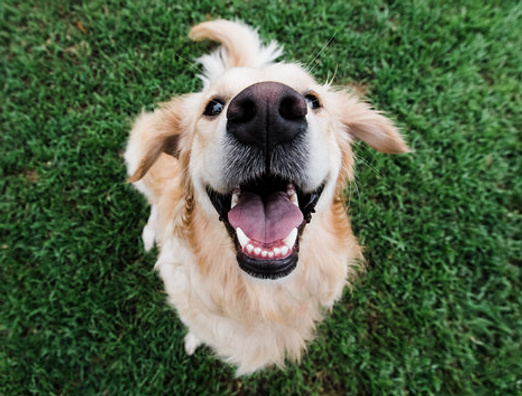 A dog out for a walk in a Murfreesboro neighborhood