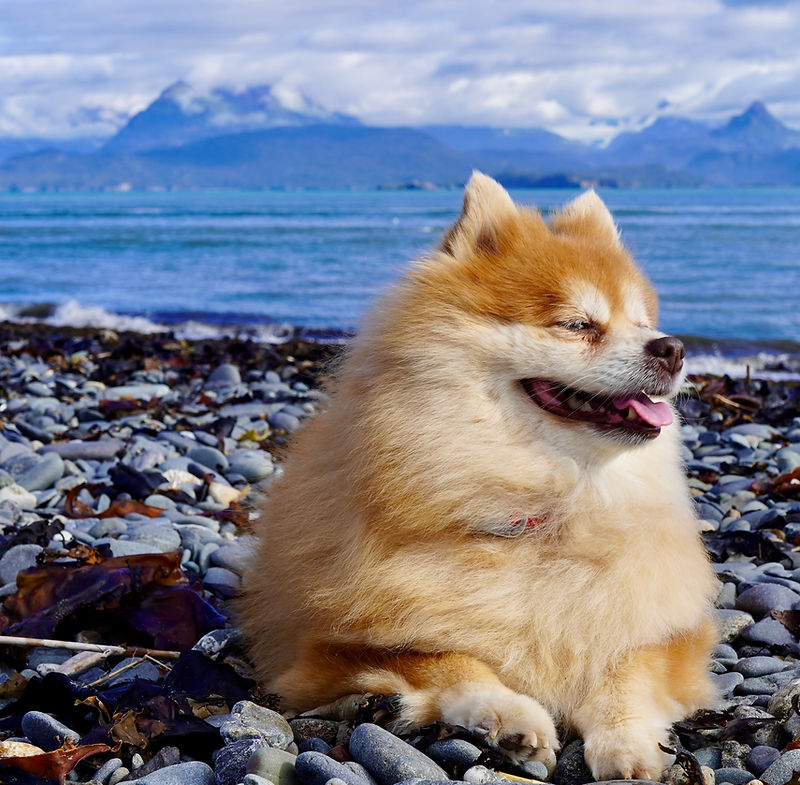 Fluffy Pomeranian dog resting on a rocky Kachemak Bay beach with mountains and ocean behind
