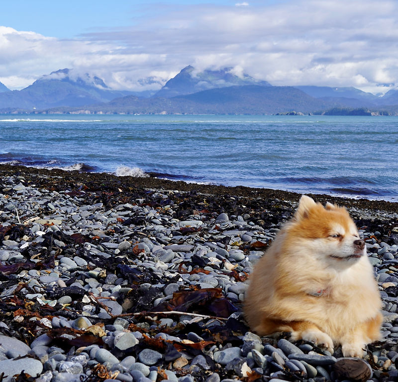 Fluffy Pomeranian dog resting on a rocky Kachemak Bay beach with mountains and ocean behind