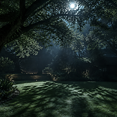 Moonlit Canopy