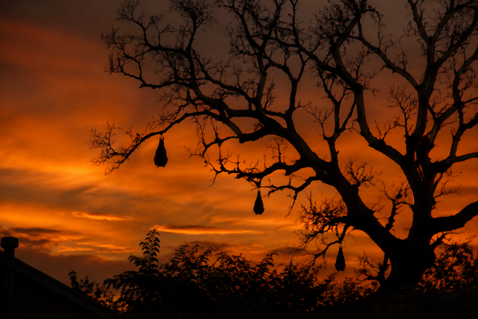 33. Spooky Tree Silhouettes - backyard Halloween party idea