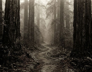 Forest imagery · illustrative, not an image of the Grove