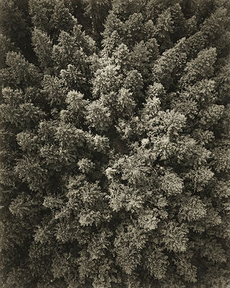 Overhead forest canopy, illustrative archival image rather than a photograph of Bohemian Grove