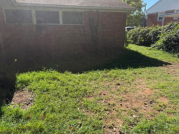 Cleared clean — yard reclaimed in a single visit