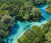 A clear Florida spring winding through subtropical forest; AI-generated editorial illustration