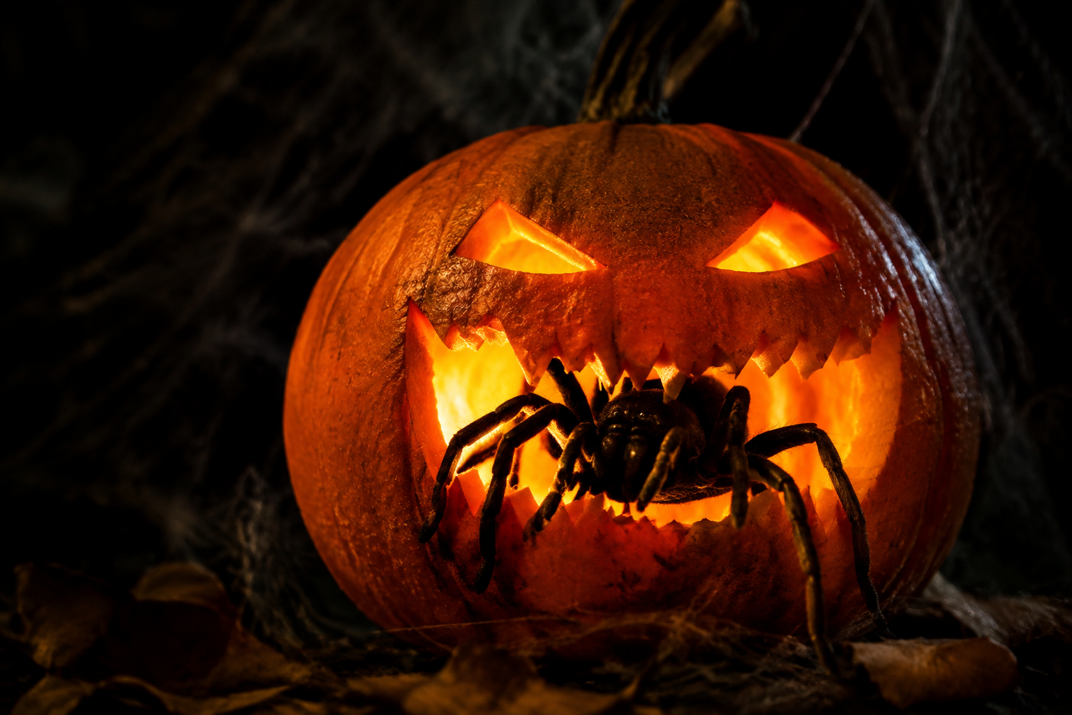 Jack-o-lantern with spider crawling out of carved mouth in cobwebs