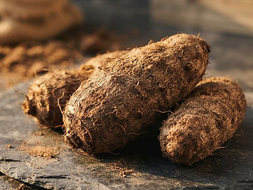 Yam — Dioscorea spp. sourced for export by FDM Freeworld Marketing