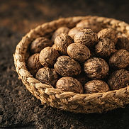 Shea Nuts