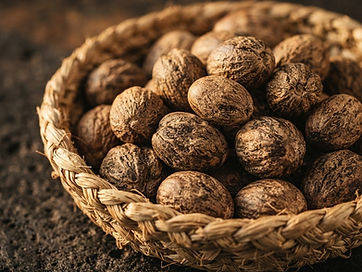Shea Nuts — Vitellaria paradoxa sourced for export by FDM Freeworld Marketing