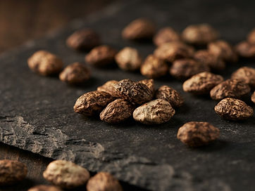 Voacanga Seeds — Voacanga africana sourced for export by FDM Freeworld Marketing