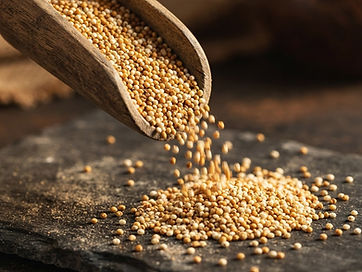 Millet — Pennisetum glaucum sourced for export by FDM Freeworld Marketing