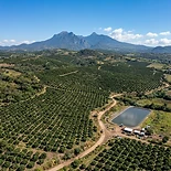 Huerta de aguacate con riego en Uruapan (12 hectáreas)