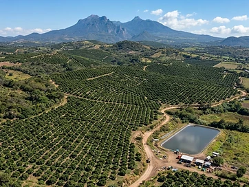 Huerta de aguacate con riego en Uruapan (12 hectáreas)