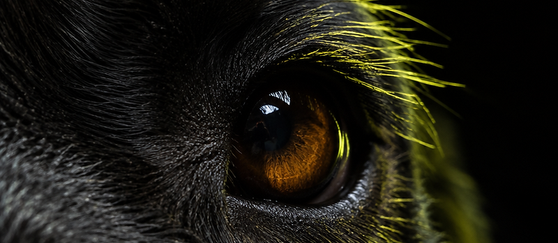 Macro portrait of a black Labrador's eye and fur in dramatic studio light