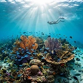 Snorkel en los arrecifes de Cozumel